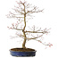 Acer palmatum Seigen, 67 cm, ± 15 ans, avec un nebari de 14 cm