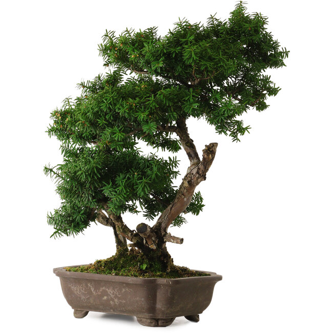 Taxus cuspidata, 53 cm, ± 20 years old, with a nebari of 12 cm