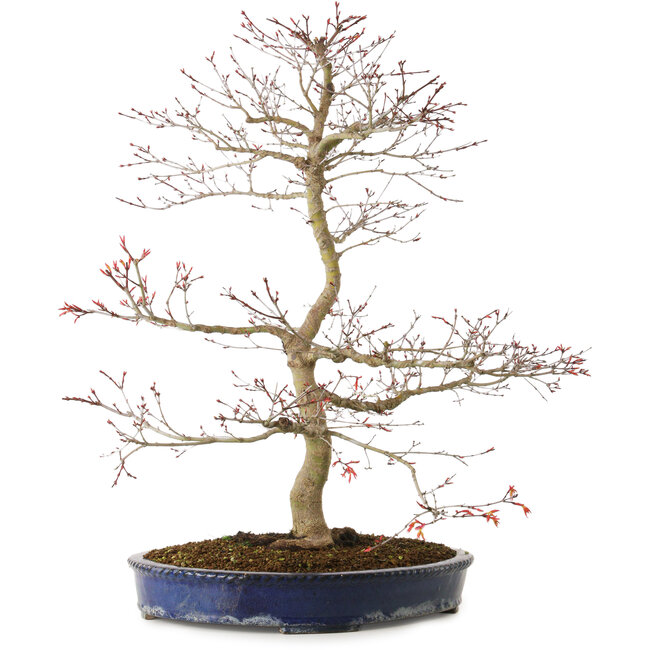 Acer palmatum Seigen, 67 cm, ± 15 ans, avec un nebari de 14 cm