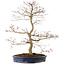 Acer palmatum Seigen, 67 cm, ± 15 Jahre alt, mit einem Wurzelhals von 14 cm