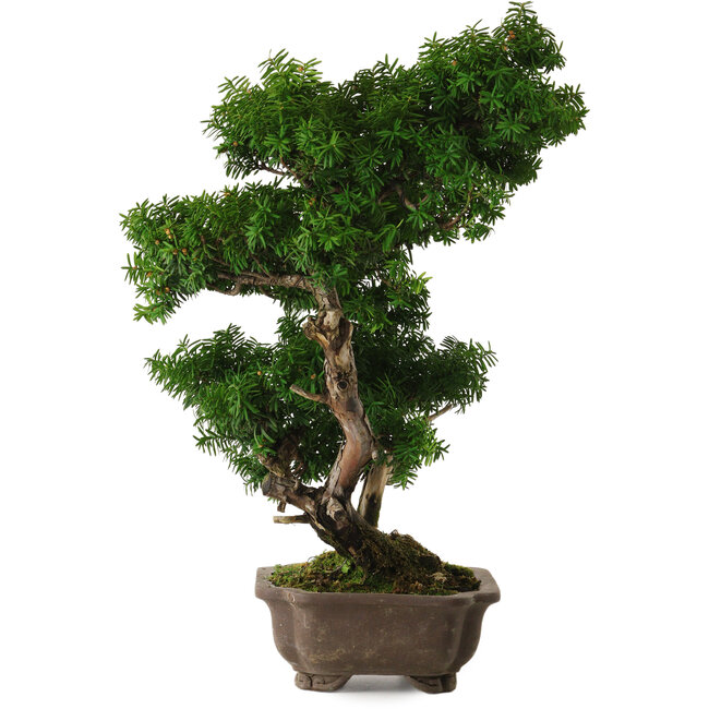 Taxus cuspidata, 53 cm, ± 20 Jahre alt, mit einem Nebari von 12 cm