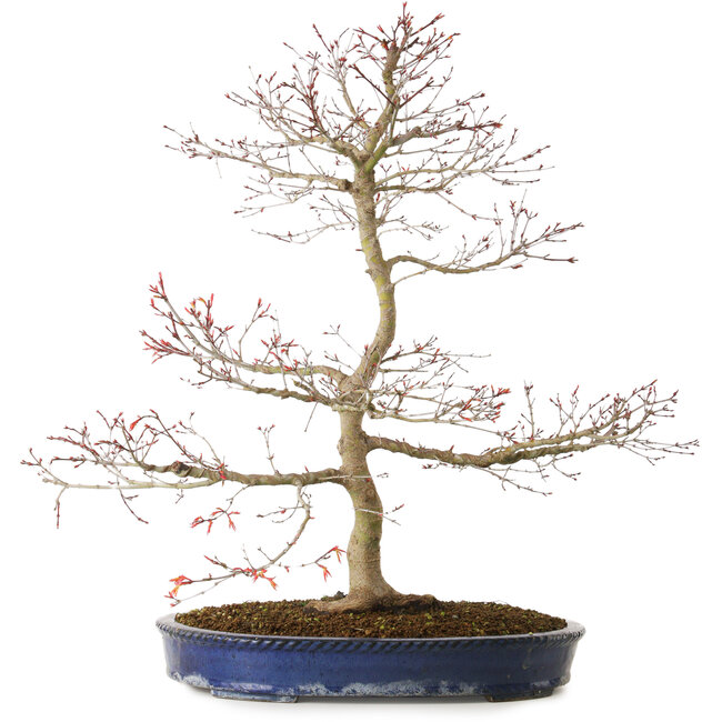 Acer palmatum Seigen, 67 cm, ± 15 anni, con nebari di 14 cm