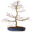 Acer palmatum Seigen, 67 cm, ± 15 years old, with a nebari of 14 cm