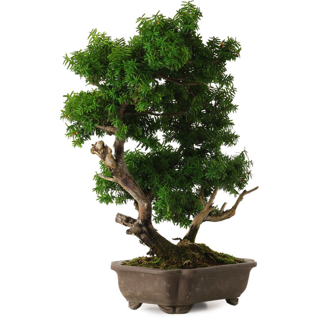 Taxus cuspidata, 53 cm, ± 20 years old, with a nebari of 12 cm