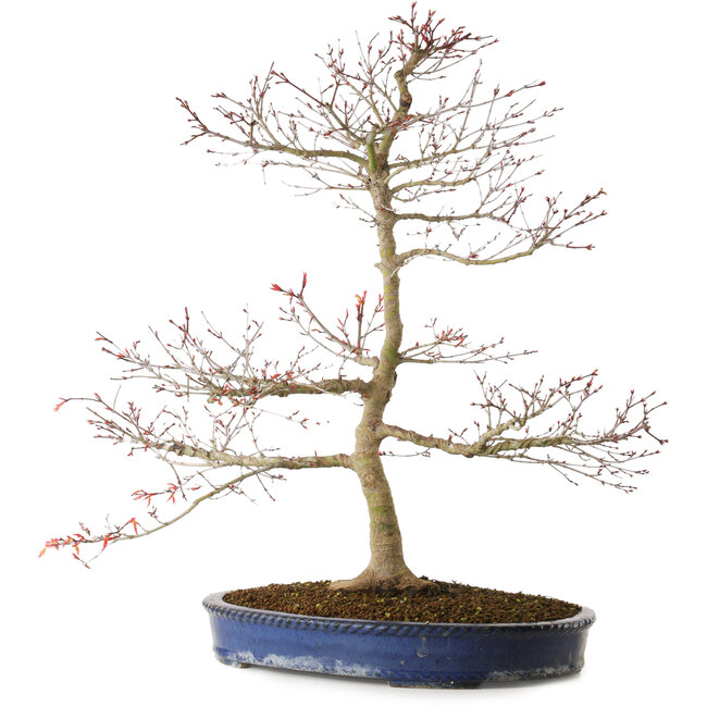 Acer palmatum Seigen, 67 cm, ± 15 ans, avec un nebari de 14 cm