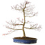 Acer palmatum Seigen, 67 cm, ± 15 ans, avec un nebari de 14 cm