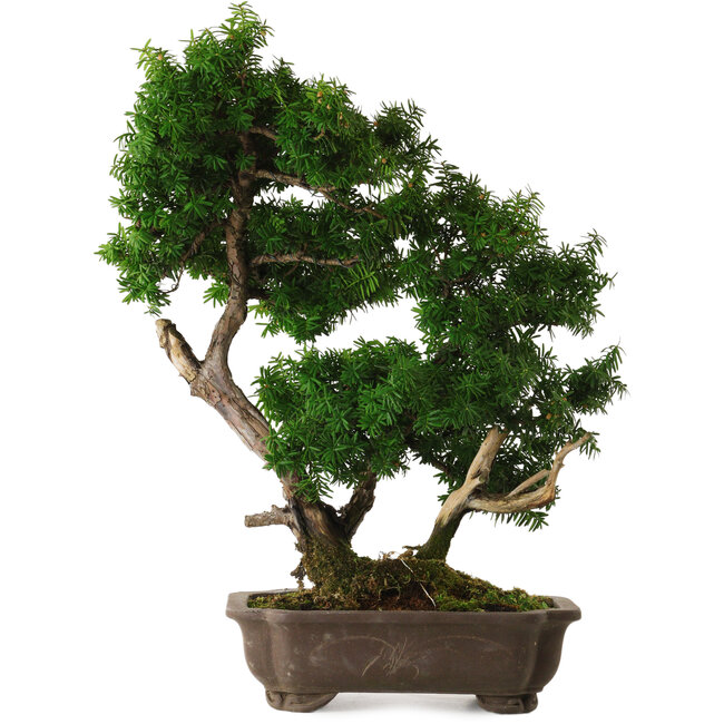 Taxus cuspidata, 53 cm, ± 20 years old, with a nebari of 12 cm