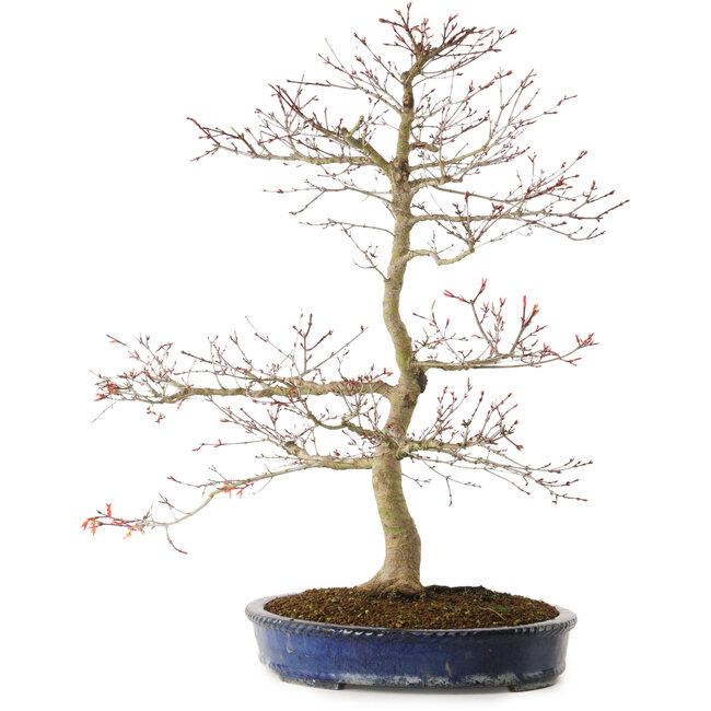 Acer palmatum Seigen, 67 cm, ± 15 ans, avec un nebari de 14 cm