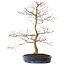 Acer palmatum Seigen, 67 cm, ± 15 anni, con nebari di 14 cm