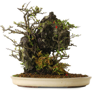 Chaenomeles speciosa, 40 cm, ± 40 years old