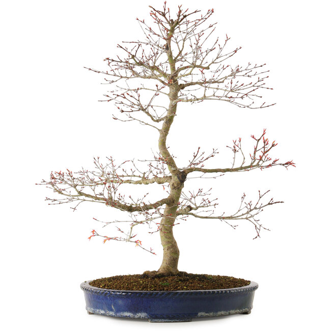 Acer palmatum Seigen, 67 cm, ± 15 anni, con nebari di 14 cm