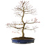 Acer palmatum Seigen, 67 cm, ± 15 anni, con nebari di 14 cm