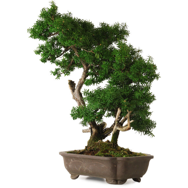 Taxus cuspidata, 53 cm, ± 20 years old, with a nebari of 12 cm