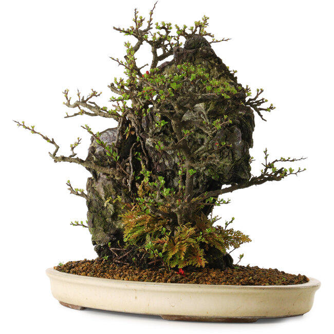 Chaenomeles speciosa, 40 cm, ± 40 years old, in a broken pot