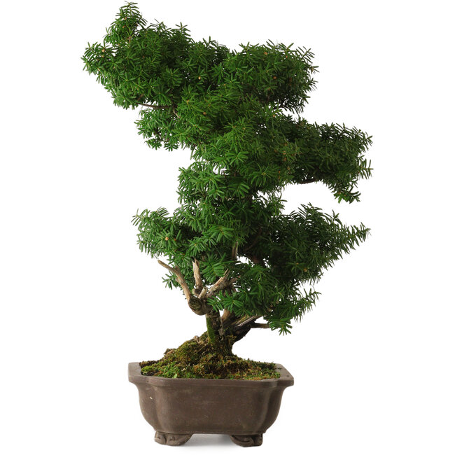 Taxus cuspidata, 53 cm, ± 20 Jahre alt, mit einem Nebari von 12 cm