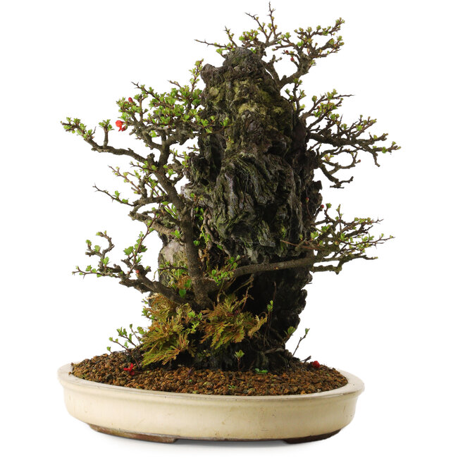 Chaenomeles speciosa, 40 cm, ± 40 años, en una maceta rota.