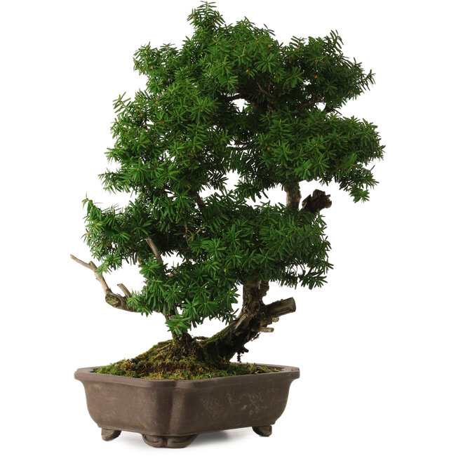 Taxus cuspidata, 53 cm, ± 20 years old, with a nebari of 12 cm