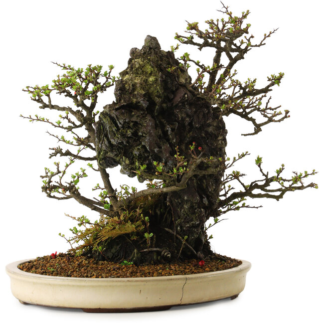 Chaenomeles speciosa, 40 cm, ca. 40 Jahre alt, in einem zerbrochenen Topf