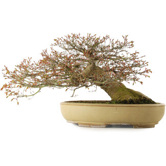 Acer palmatum, 33 cm, ± 40 ans