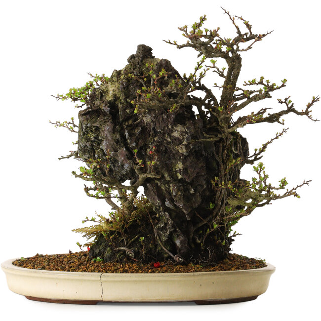 Chaenomeles speciosa, 40 cm, ± 40 years old, in a broken pot