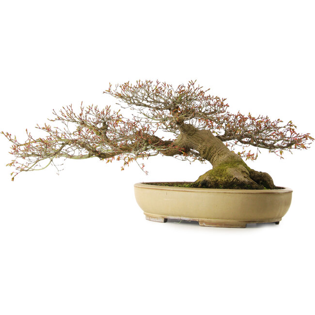 Acer palmatum, 33 cm, ± 40 years old, with a nebari of 30 cm