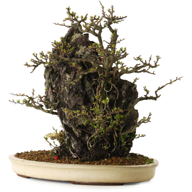 Chaenomeles speciosa, 40 cm, circa 40 anni, in un vaso rotto