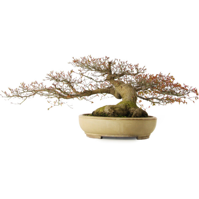 Acer palmatum, 33 cm, ± 40 anni, con nebari di 30 cm