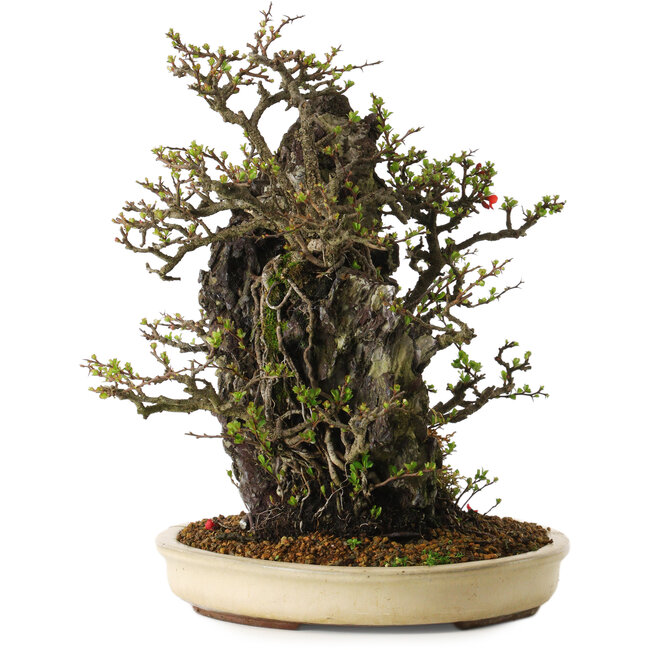 Chaenomeles speciosa, 40 cm, circa 40 anni, in un vaso rotto