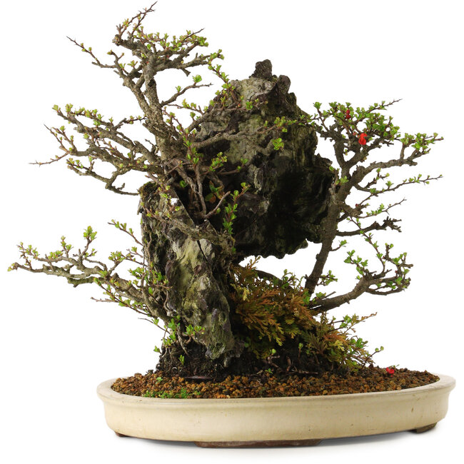 Chaenomeles speciosa, 40 cm, ca. 40 Jahre alt, in einem zerbrochenen Topf