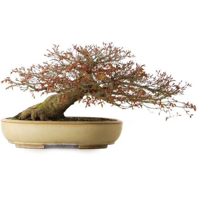 Acer palmatum, 33 cm, ± 40 ans, avec un nebari de 30 cm
