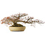 Acer palmatum, 33 cm, ± 40 jaar oud, met een nebari van 30 cm