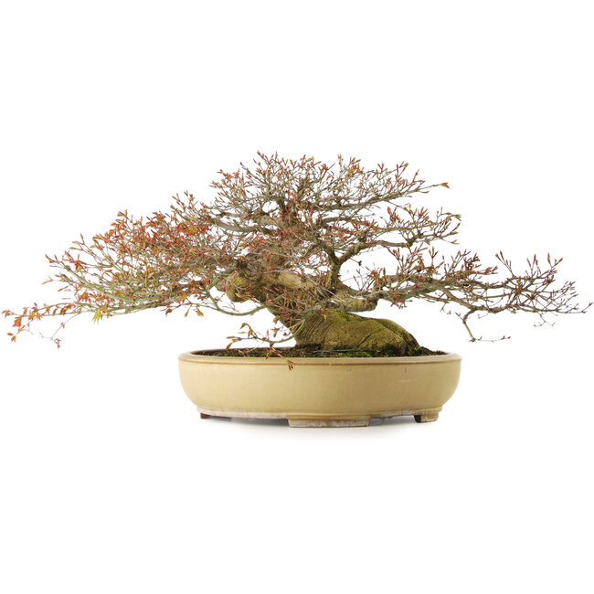 Acer palmatum, 33 cm, ± 40 ans, avec un nebari de 30 cm