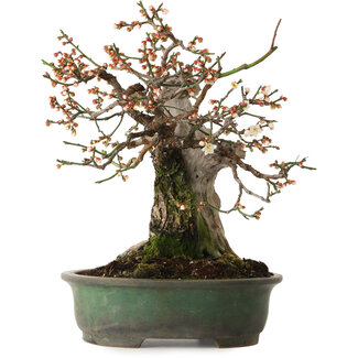 Yamafusa Prunus mume Bianco, 43 cm, ± 30 anni