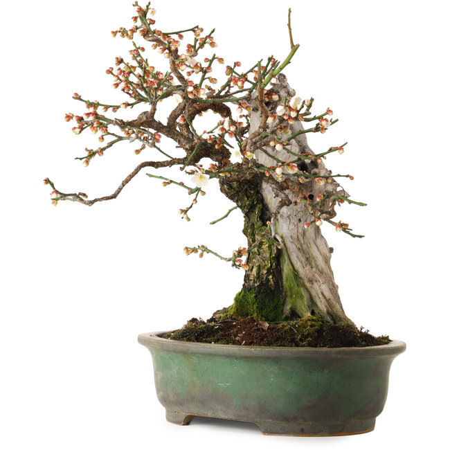 Prunus mume bianco, 43 cm, ± 30 anni, con nebari di 20 cm, in vaso giapponese fatto a mano da Yamafusa