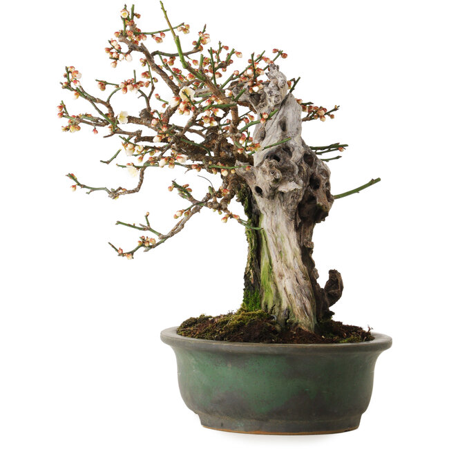 Prunus mume White, 43 cm, ca. 30 Jahre alt, mit einem Wurzelhals von 20 cm, in einem handgefertigten japanischen Topf von Yamafusa