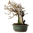 Prunus mume White, 43 cm, ± 30 years old, with a nebari of 20 cm, in a handmade Japanese pot by Yamafusa
