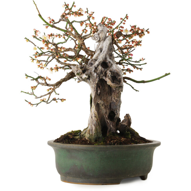 Prunus mume White, 43 cm, ± 30 años, con un nebari de 20 cm, en una maceta japonesa hecha a mano por Yamafusa.