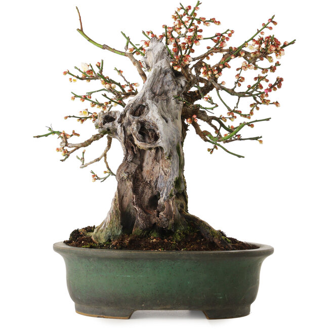 Prunus mume blanc, 43 cm, environ 30 ans, avec un nebari de 20 cm, dans un pot japonais fait main par Yamafusa