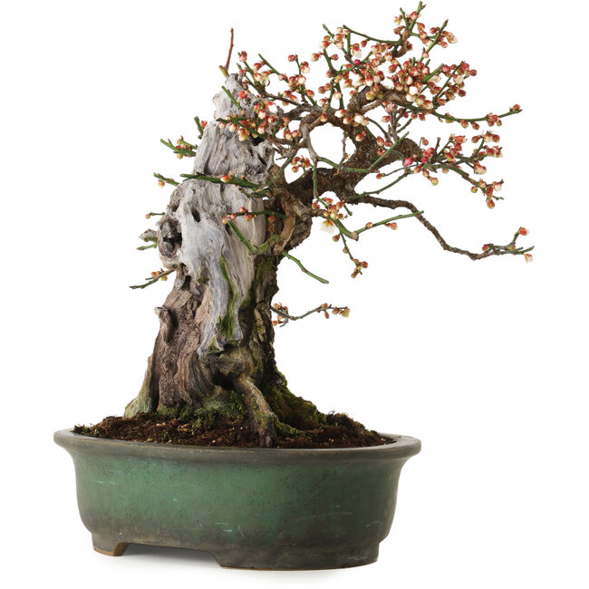 Prunus mume bianco, 43 cm, ± 30 anni, con nebari di 20 cm, in vaso giapponese fatto a mano da Yamafusa