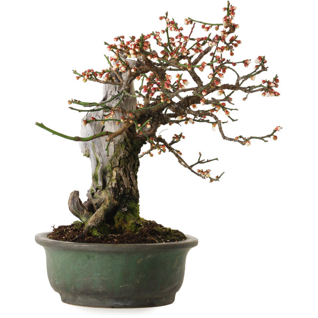 Prunus mume blanc, 43 cm, environ 30 ans, avec un nebari de 20 cm, dans un pot japonais fait main par Yamafusa