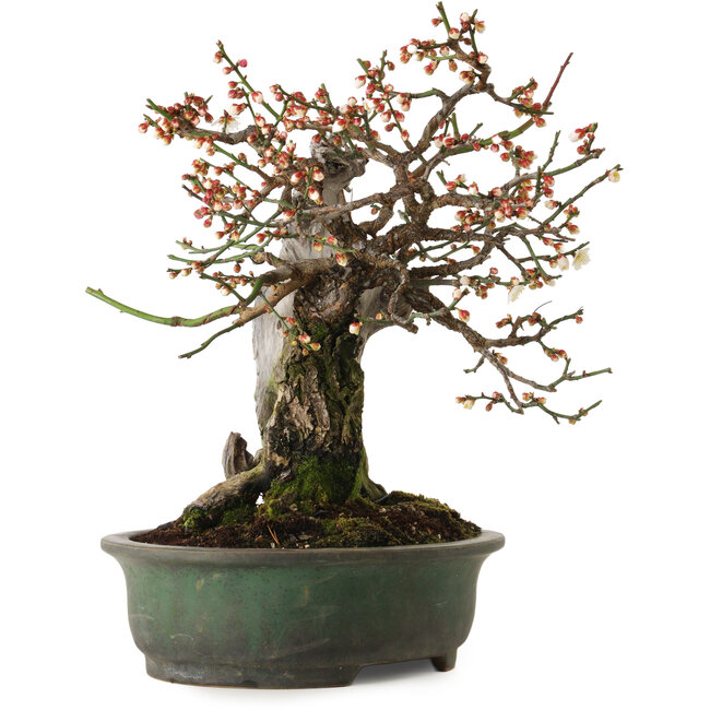 Prunus mume blanc, 43 cm, environ 30 ans, avec un nebari de 20 cm, dans un pot japonais fait main par Yamafusa