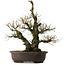 Prunus mume White, 64 cm, ± 40 años, con un nebari de 24 cm.