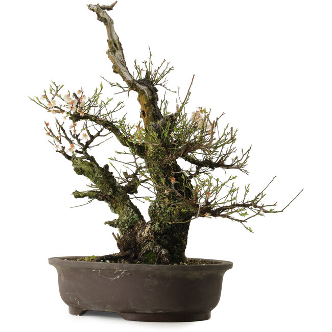 Prunus mume White, 64 cm, ± 40 years old, with a nebari of 24 cm