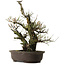 Prunus mume White, 64 cm, ± 40 ans, avec un nebari de 24 cm