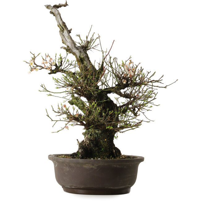 Prunus mume Bianco, 64 cm, ± 40 anni, con nebari di 24 cm
