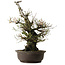 Prunus mume White, 64 cm, ± 40 jaar oud, met een nebari van 24 cm