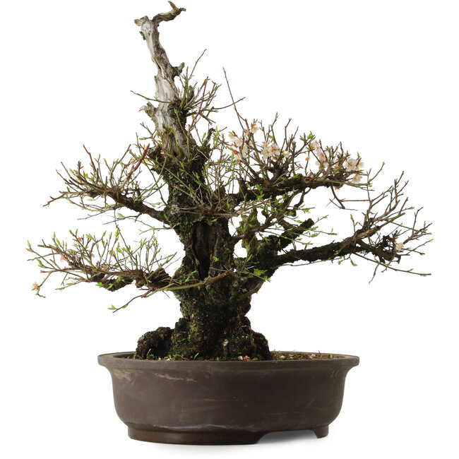Prunus mume White, 64 cm, ± 40 years old, with a nebari of 24 cm