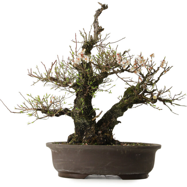 Prunus mume White, 64 cm, ± 40 ans, avec un nebari de 24 cm