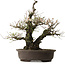 Prunus mume Bianco, 64 cm, ± 40 anni, con nebari di 24 cm