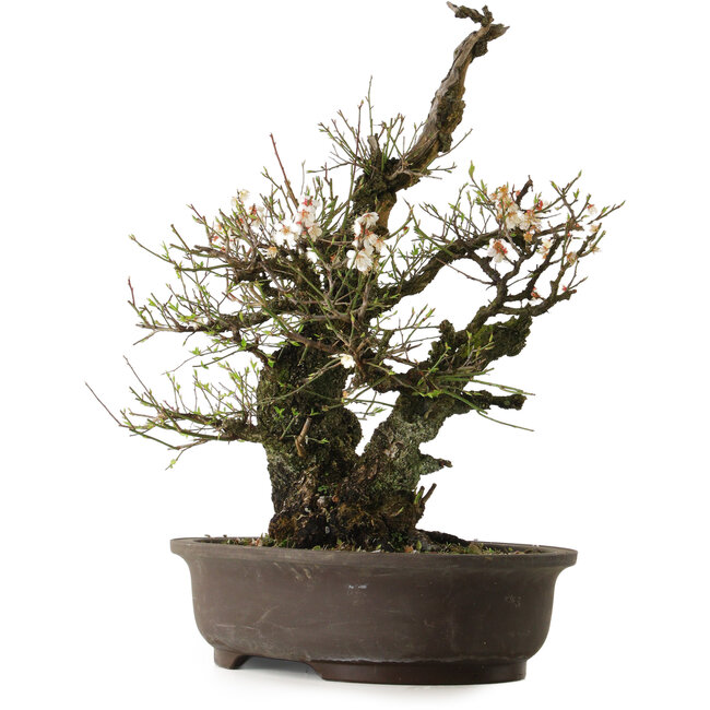 Prunus mume White, 64 cm, ± 40 jaar oud, met een nebari van 24 cm